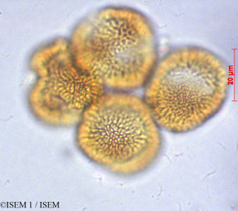 ISEM 1/Eudema_nubigena_29070/Eudema_nubigena_29070_0001(copy)_thumb.jpg